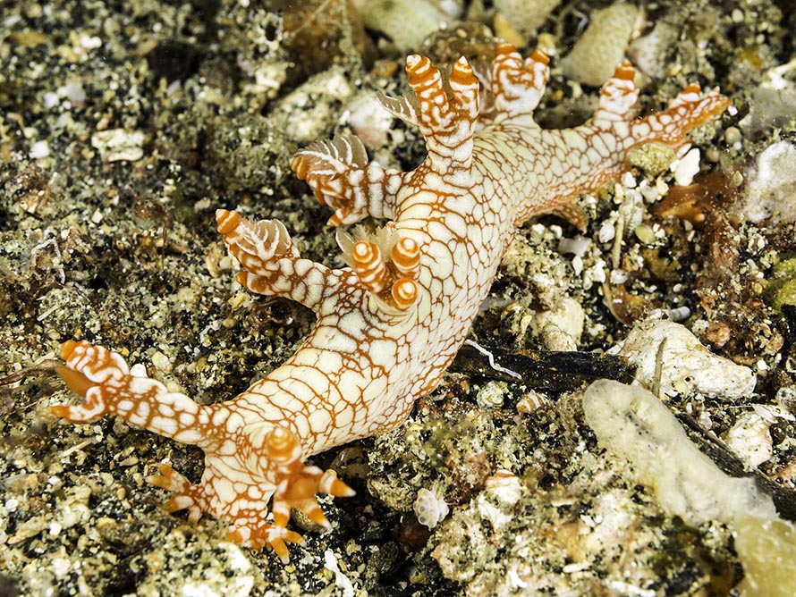 Biuve fulvipunctata